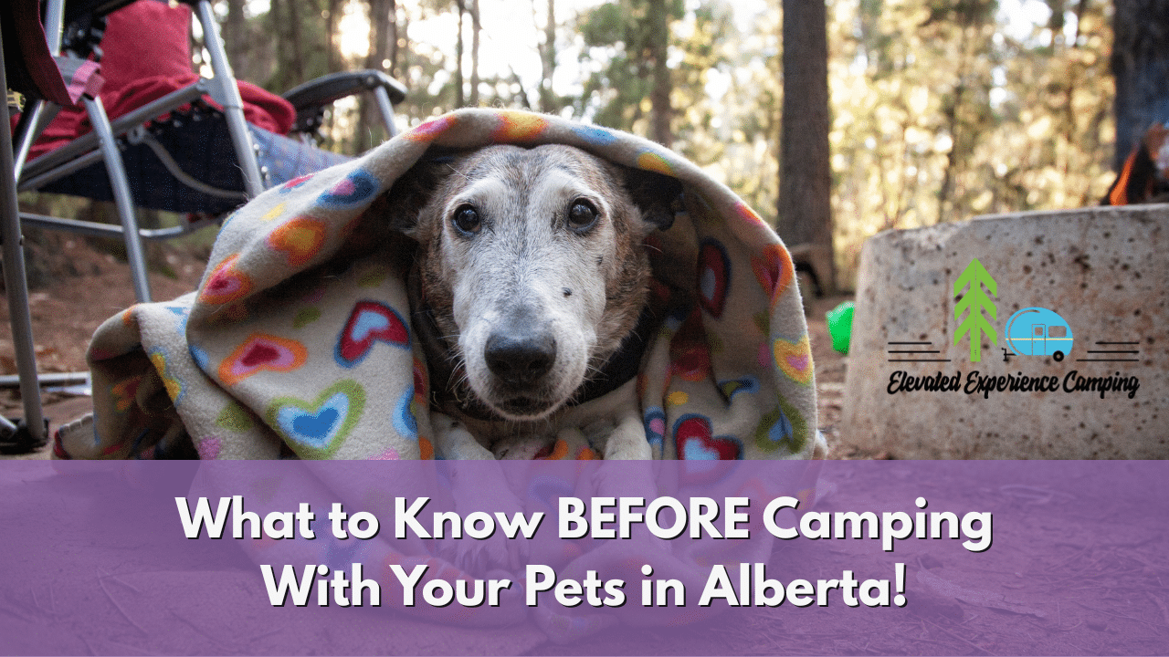 Camping With Your Pets in Alberta